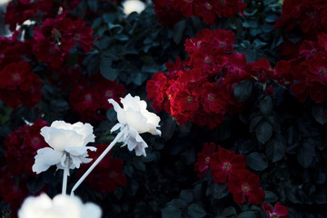 Artificial vs natural roses.