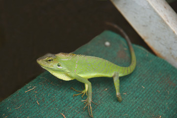Green chameleon clings to the green carpet