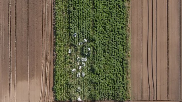 Top down, Aerial: footage of farm workers packaging organic leafy greens, produce for farm to table export. Australia.