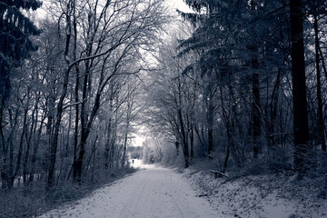 Obraz premium Dark winter forest and snowy road, blue tree branches covered with snow. People walk far away on a snowy road. Bavaria, Germany.