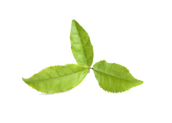 Naklejka na ściany i meble Fresh green tea leaves isolated on white