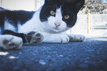 野良猫