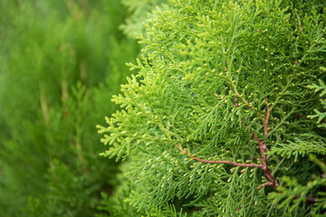 Fototapeta premium Selective focus on Green leaf bush for background textured usage.