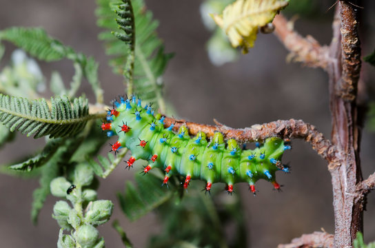 USA, Nevada,  Nye County, Monitor Range, Elkhorn Canyon. A bright colored silkmoth caterpiller (Hyalophora kasloensis) on fernbush (Chamaebatiaria millefolium)