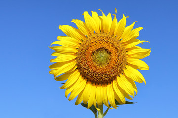Obraz premium Beautiful sunflower blooming in the field.