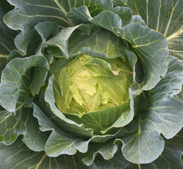 Organic fresh traditional cabbage close up green vegetable - Image