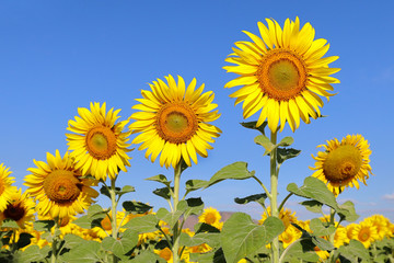 Beautiful sunflower blooming in the field.