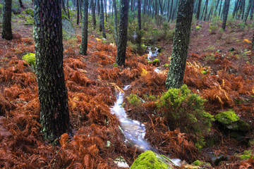 Riachuelo fluyendo entre los árboles