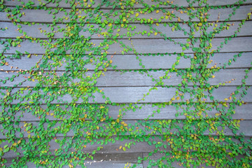 Fototapeta premium Green ivy plant on the old wooden wall plank for backdrop or background.