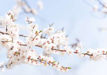 Blossoming of the apricot tree in spring time with white beautiful flowers.