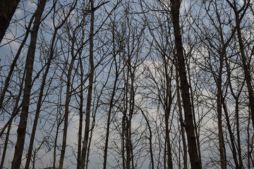 Drought in dry teak forest And mixed forest. During the dry season.