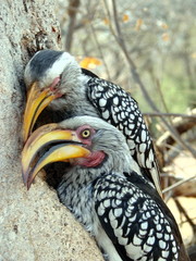 Southern yellow-billed hornbill