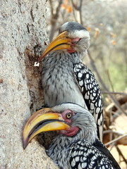 Southern yellow-billed hornbill