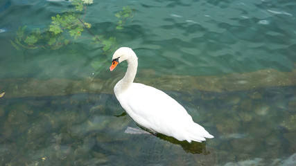 swan on the lake