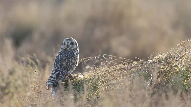 Short eared owl