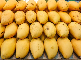 Ripe yellow mango fruit lying in a row on the counter