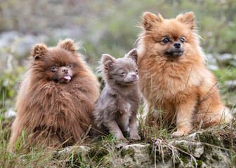 pomeranians in nature