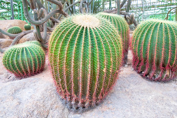 Closeup to colorful cactus or Echinocactus grusonii.