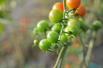まだ未熟なミニトマト
