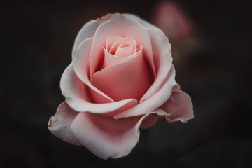 A single pink rose, beginning to bloom.