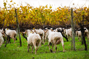 Sustainable development, Flock of sheep grazing grass in Bordeaux Vineyard