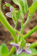 Underside Of Eggplant Blossoms