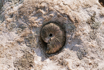 Fossil shell of mollusk in limestone.