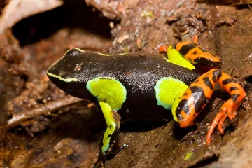 Deurstickers Mantella baroni frog from Ranomafana National Park, Madagascar © Goran
