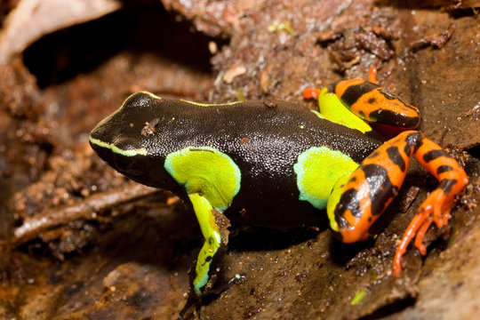Mantella baroni frog from Ranomafana National Park, Madagascar
