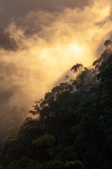 Fototapeta na wymiar Morning mist in Ranomafana National Park, Madagascar