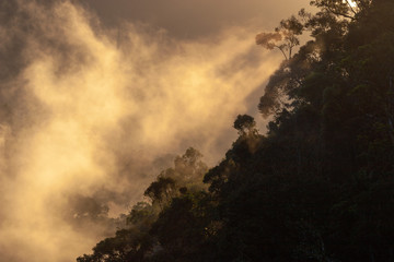 Morning mist in Ranomafana National Park, Madagascar