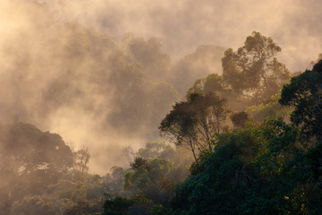 Morning mist in Ranomafana National Park, Madagascar