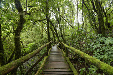Fototapeta na wymiar The walk way in the deep forest.