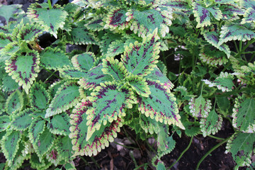 Red and green leaves of the coleus plant, Scientific name is Coleus.