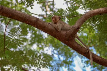 monkey smile sitting On the tree stump looking