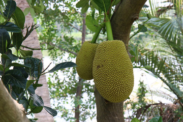 Jackfruit tree with lots of jackfruits hanging. healthy food concepts