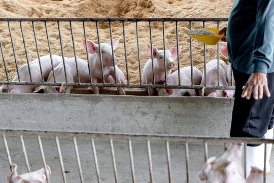 Farmer feeding pig in organic rural farm agricultural. Livestock industry