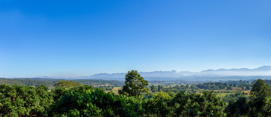 Panorama landscape of mountain forest with alone tall tree in the center.