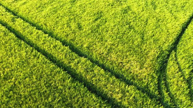 Champ d'orge avec des traces de roues suite au passage d'un tracteur