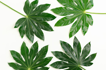 Green aralia leaves on white background