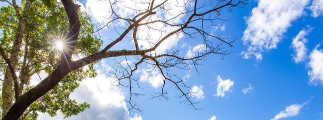 Tree at forest with sunlight sunrays or sunbeams star.