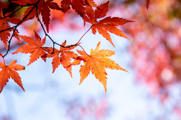 カラフルに紅葉したモミジの葉のクローズアップ