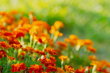 Tagetes erecta. Red marigolds flowers on a green background. Beautiful floral background. Selective focus.