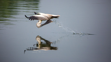 Fototapeta na wymiar Reflection of a Pelican Bird