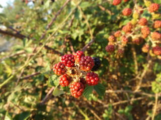 Wild black and red berries growing in the bush under the sun of Spain. Fruits of the blackberry, forest.