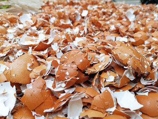 Shell scattered background, Broken Egg Shells