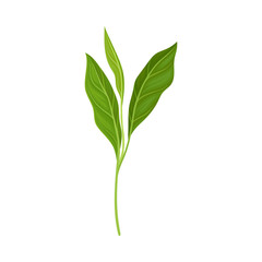 Green Sprout Of Asian Ginger Plant Vector Illustration