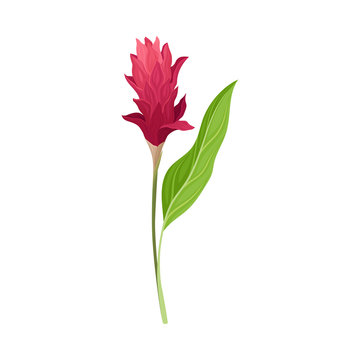 Beautiful Crimson Flower Of Asian Ginger Plant Vector Illustration