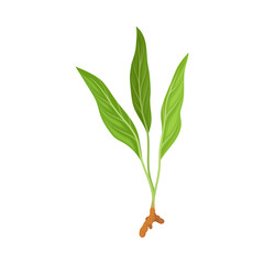 Little Sprout Of Asian Plant Of Ginger Family With Green Leaves Vector Illustration