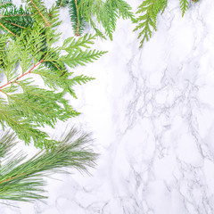 Various coniferous plants branches on white marble background. Holiday season concept. Square